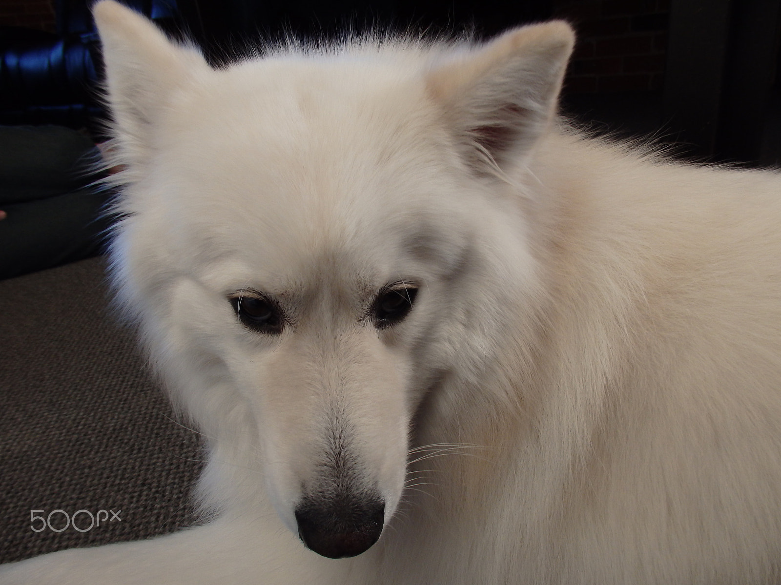 Olympus SH-60 sample photo. Shy face photography