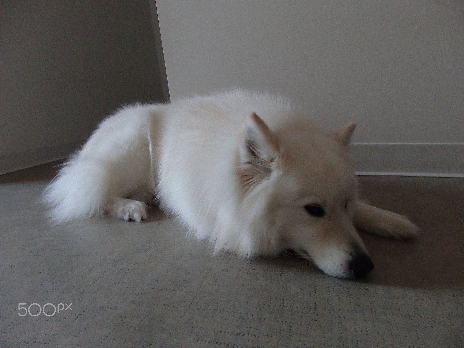 Olympus SH-60 sample photo. Resting on the kitchen floor photography