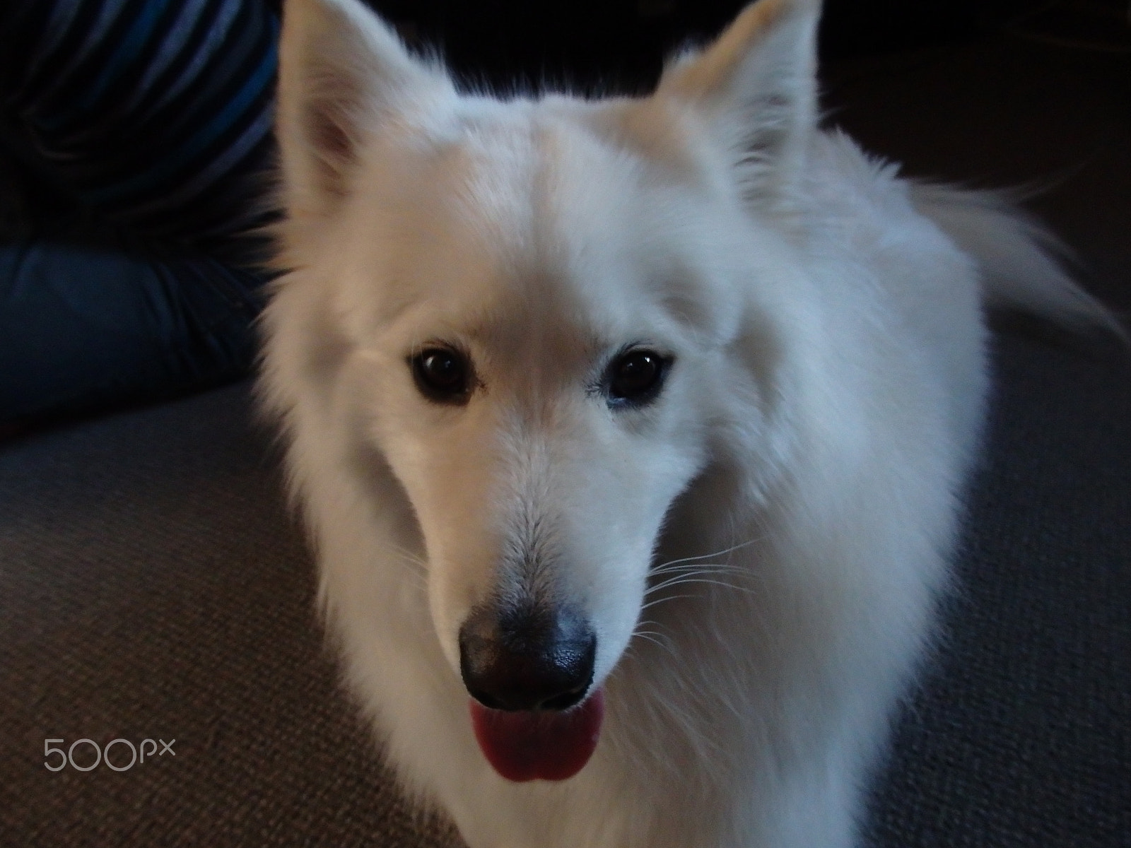 Olympus SH-60 sample photo. Can we play now? photography