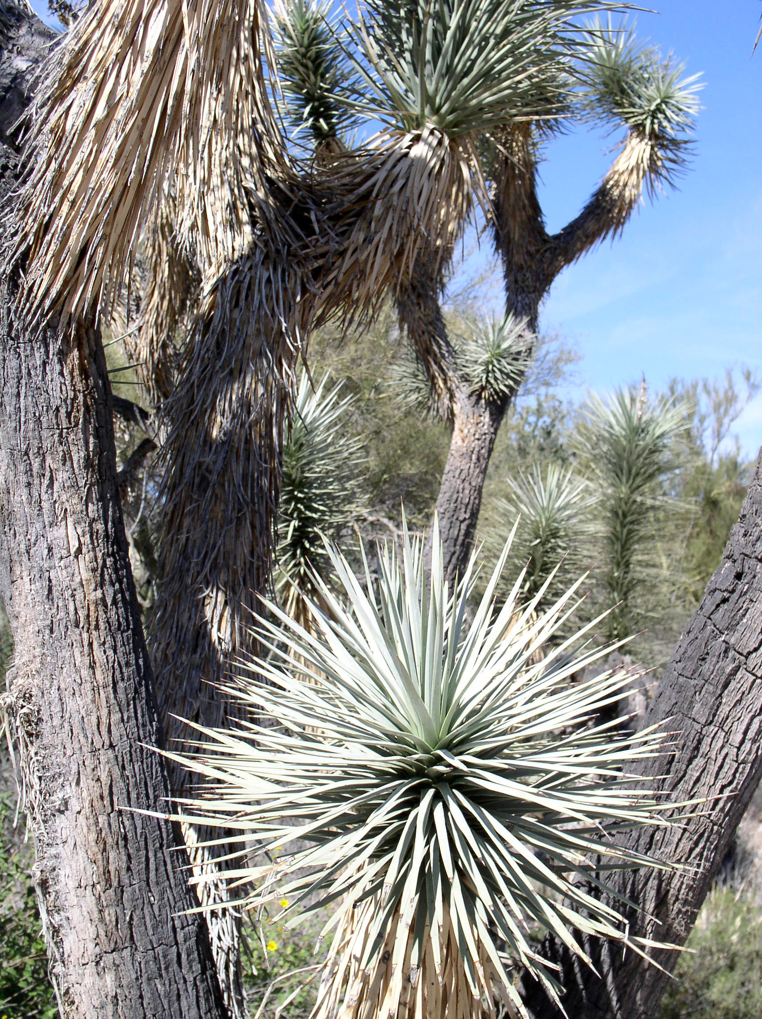 Olympus C4100Z,C4000Z sample photo. Joshua tree - closeup photography