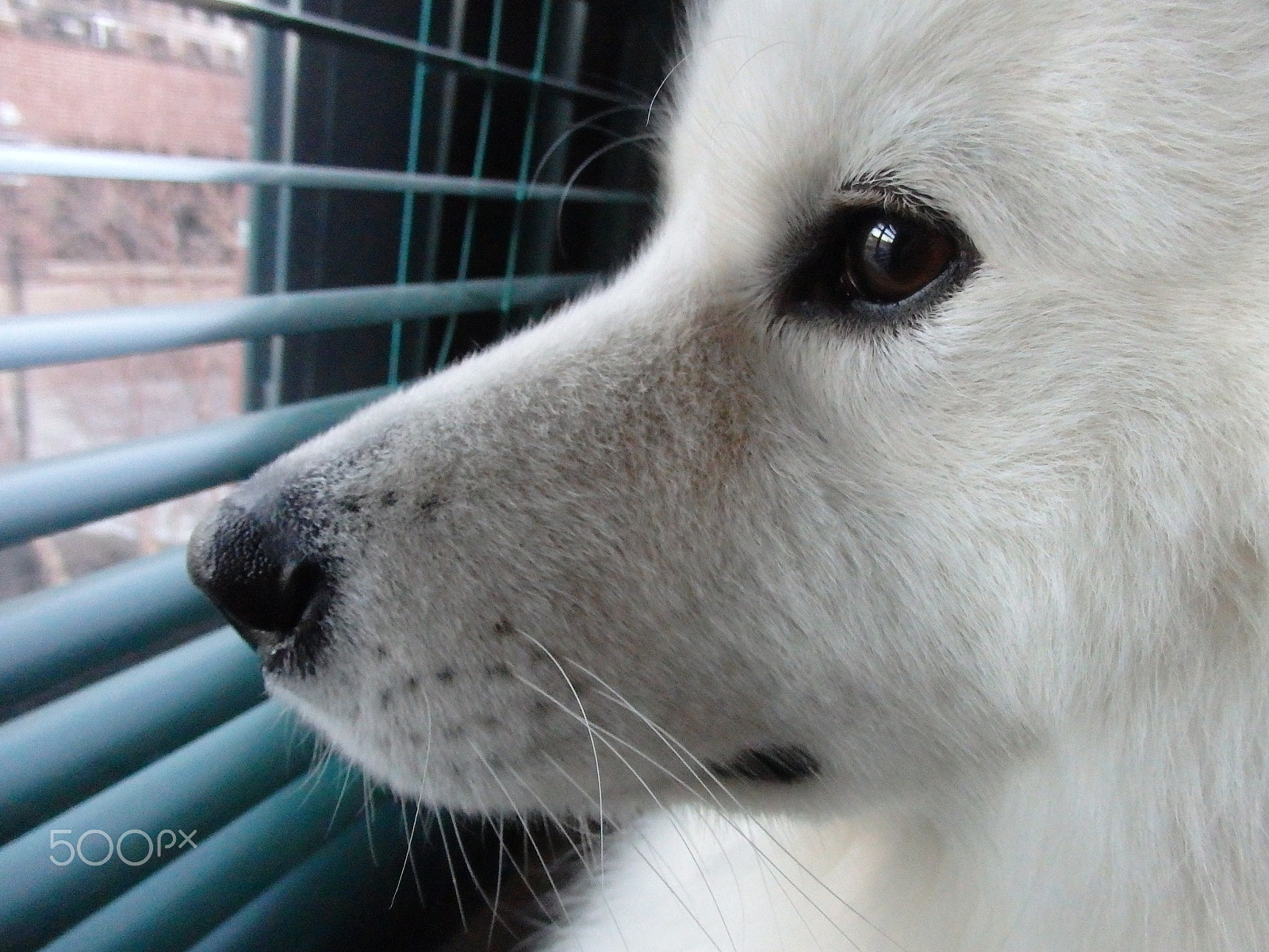 Olympus SH-60 sample photo. Gazing through the blinds photography
