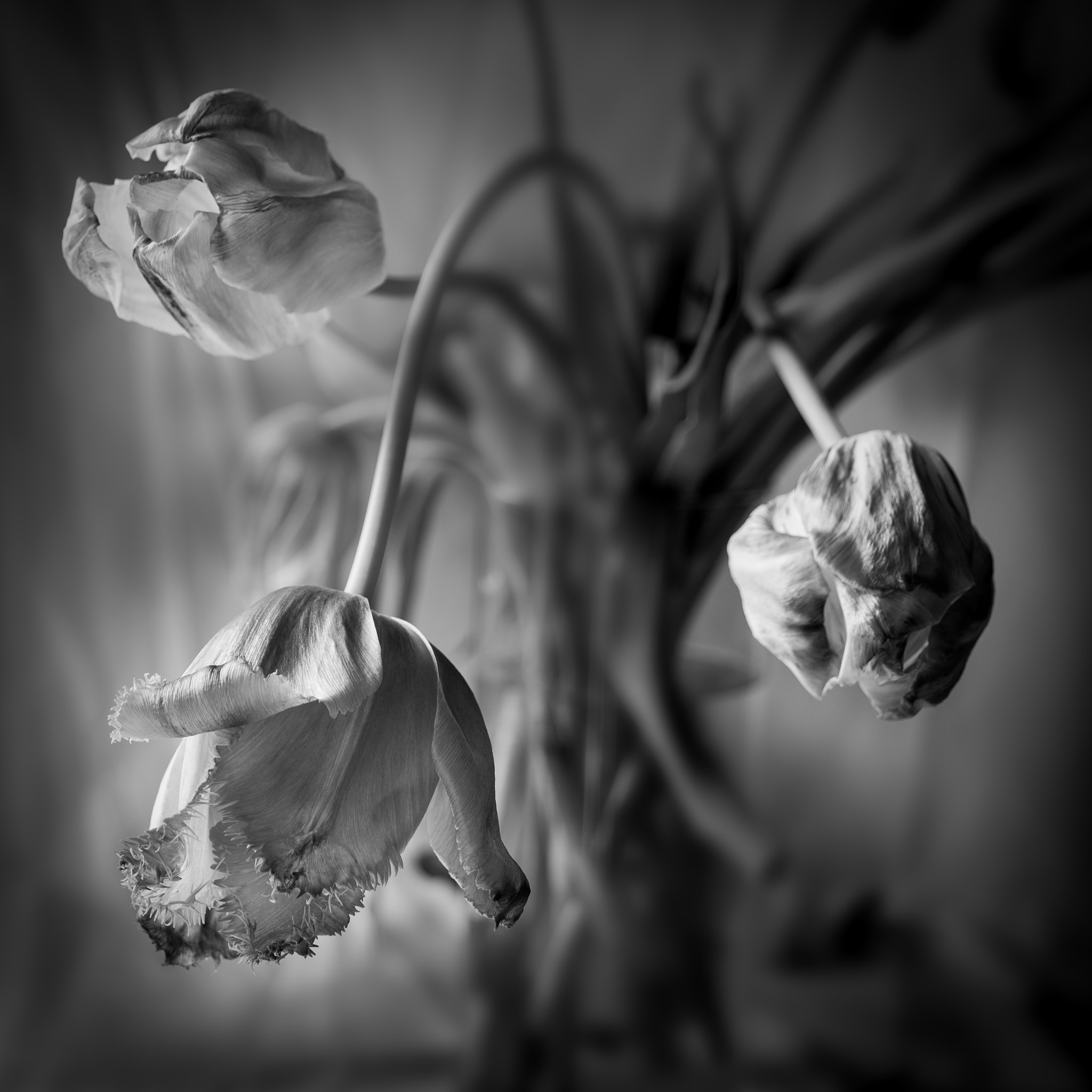 AF Zoom-Nikkor 24-120mm f/3.5-5.6D IF sample photo. Tulips end photography
