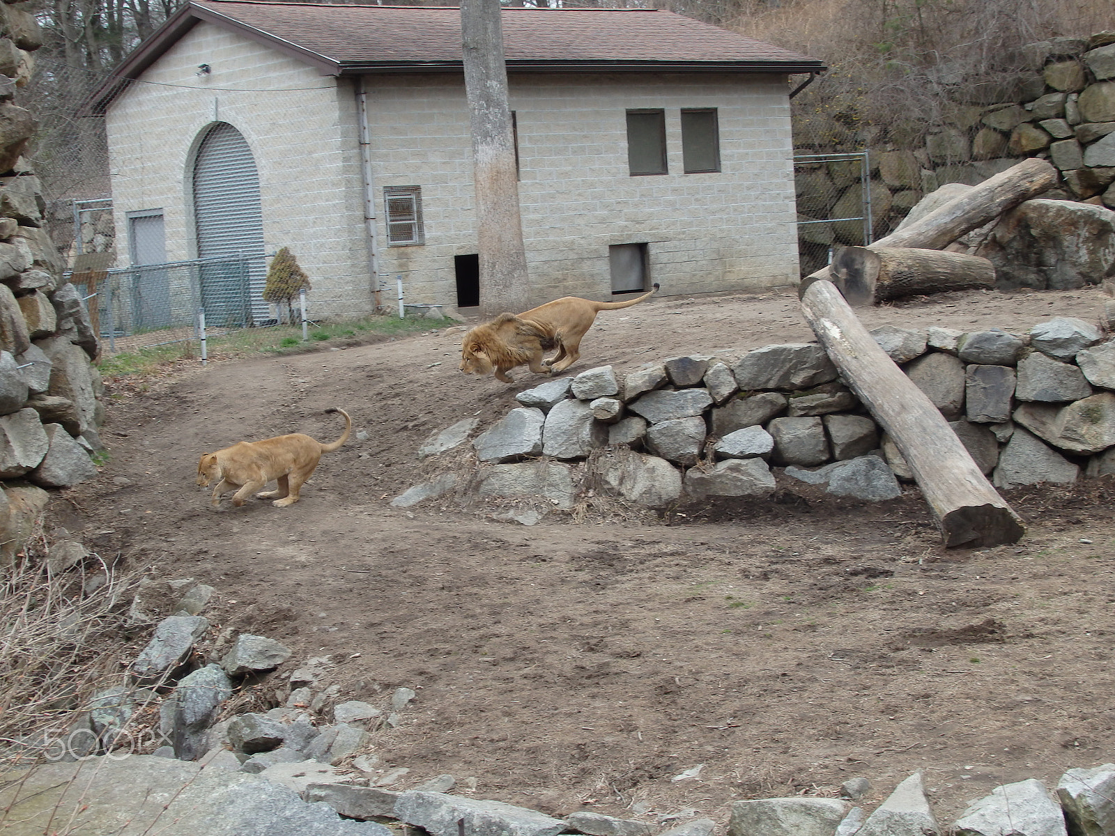 Olympus SH-60 sample photo. Lions playing chase photography