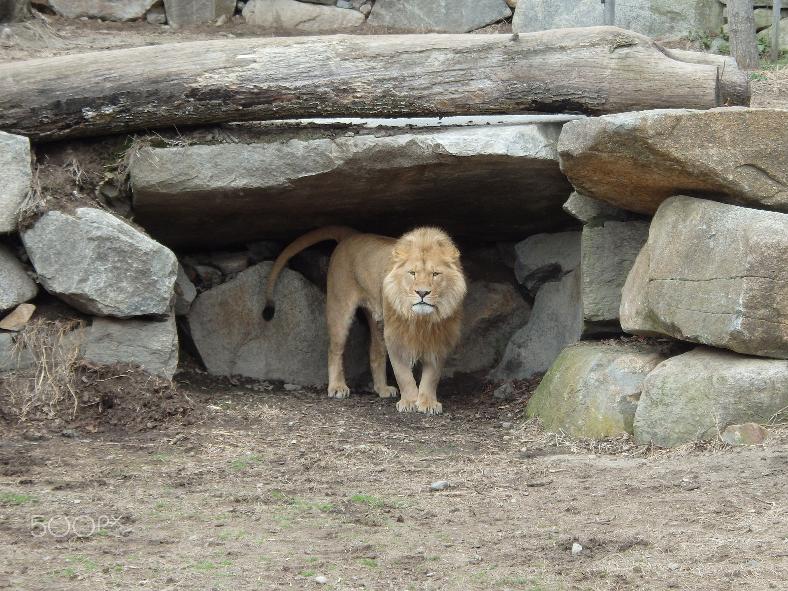 Olympus SH-60 sample photo. Lion in his hideout photography