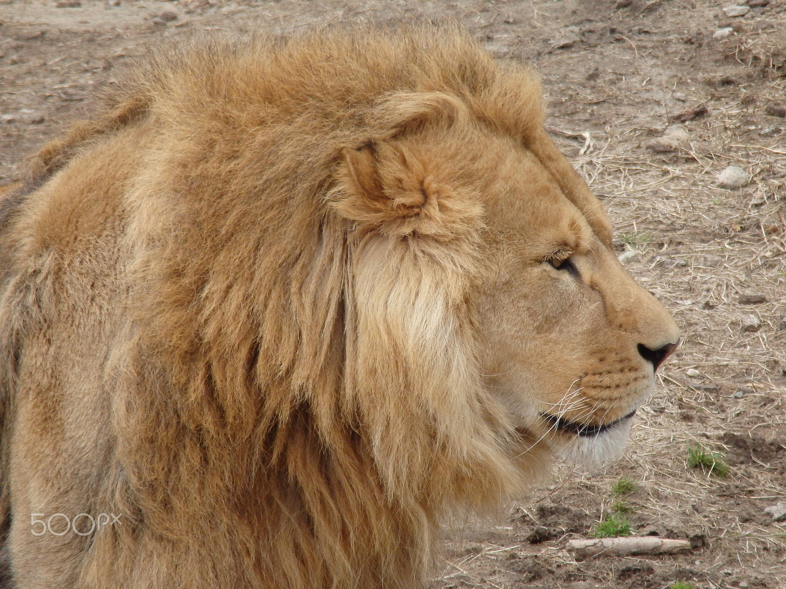 Olympus SH-60 sample photo. African lion profile photography