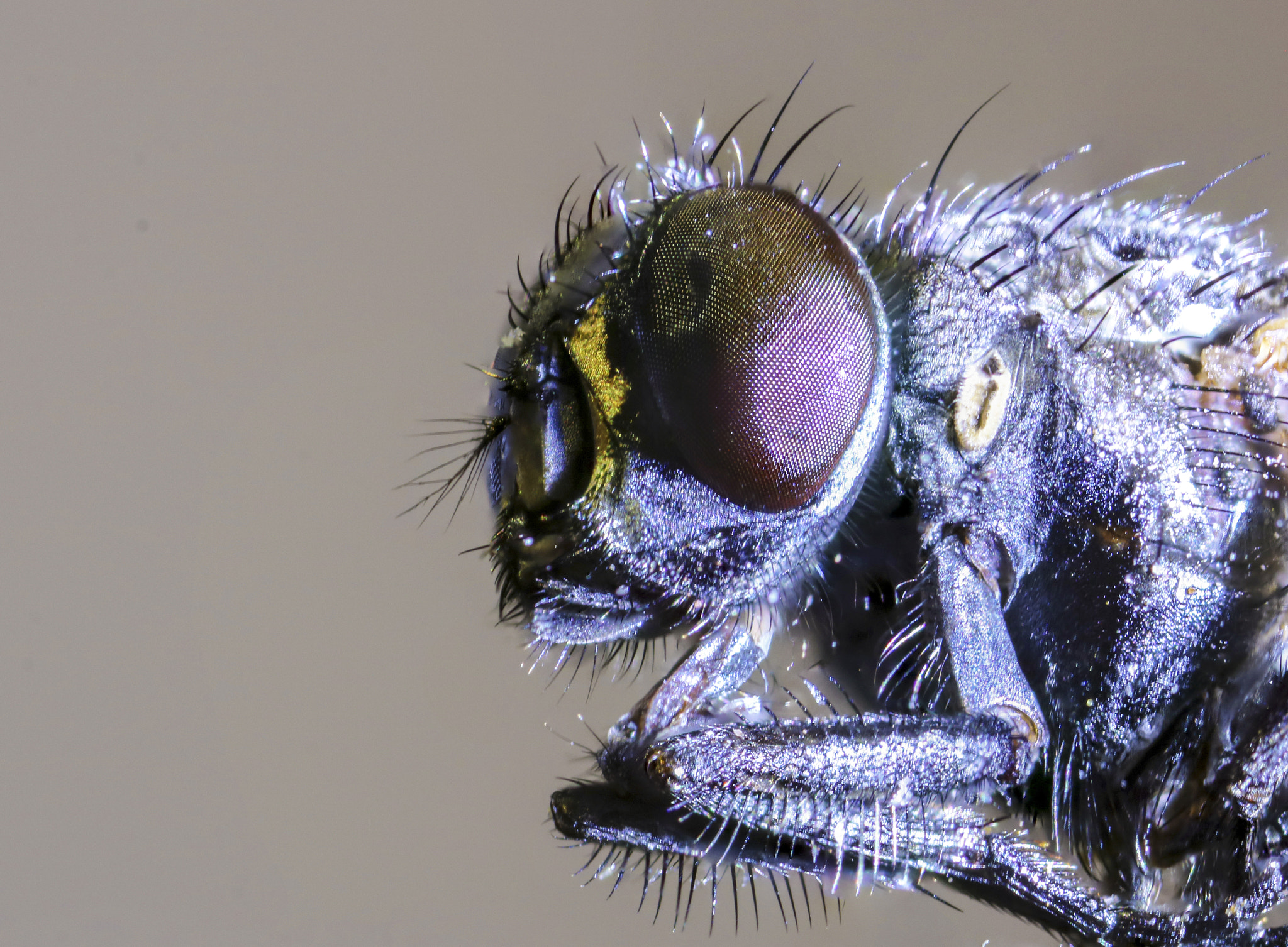 Canon MP-E 65mm F2.5 1-5x Macro Photo sample photo. Fly photography