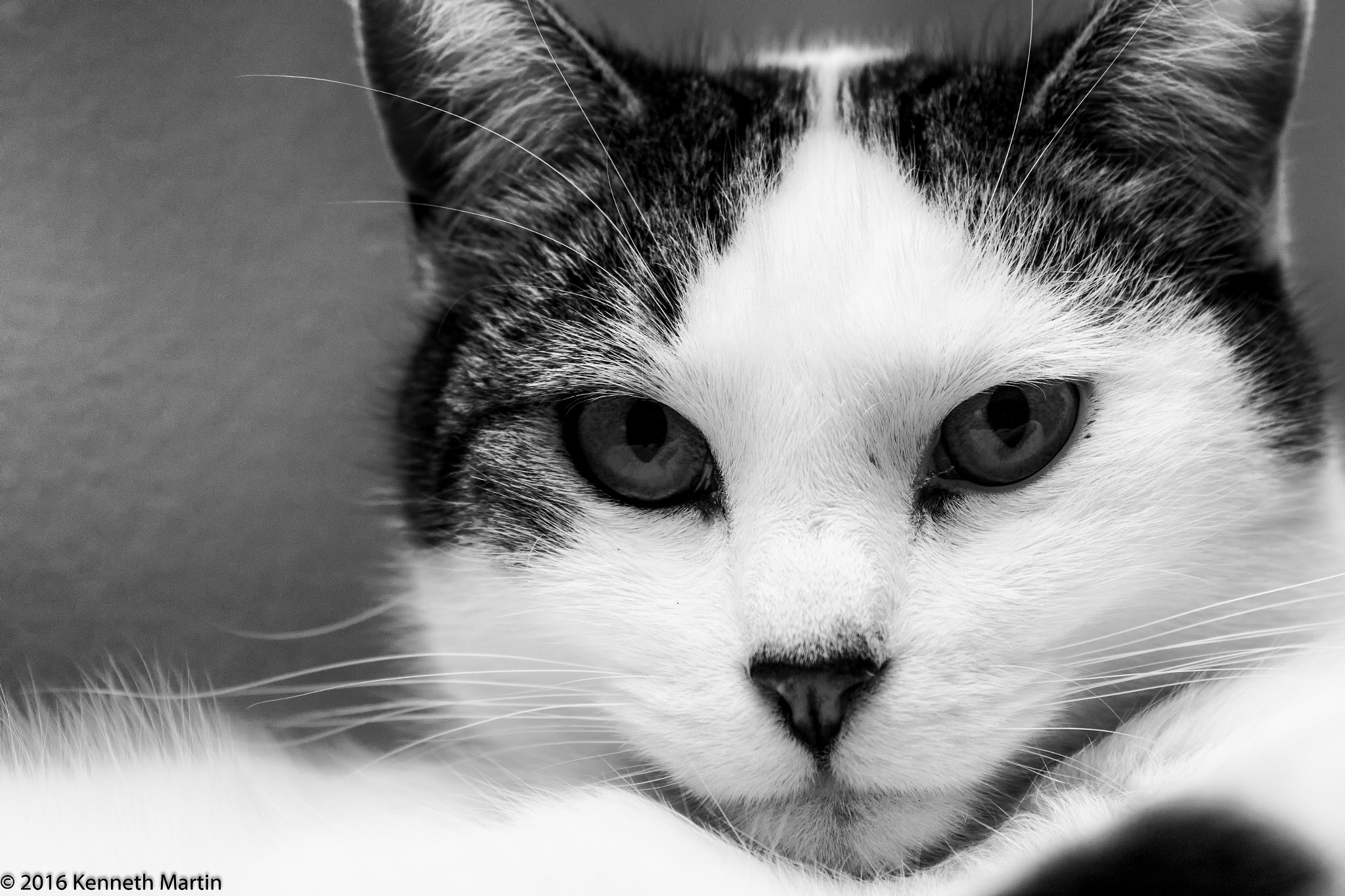Canon EF 28-80mm f/2.8-4L sample photo. Maximus photography
