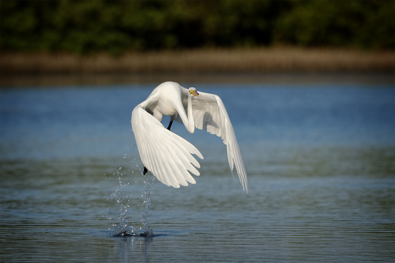 Nikon AF-S Nikkor 200-500mm F5.6E ED VR sample photo. Egret takeoff photography