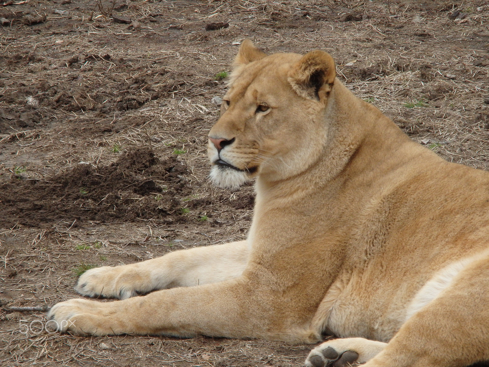 Olympus SH-60 sample photo. Resting lioness photography