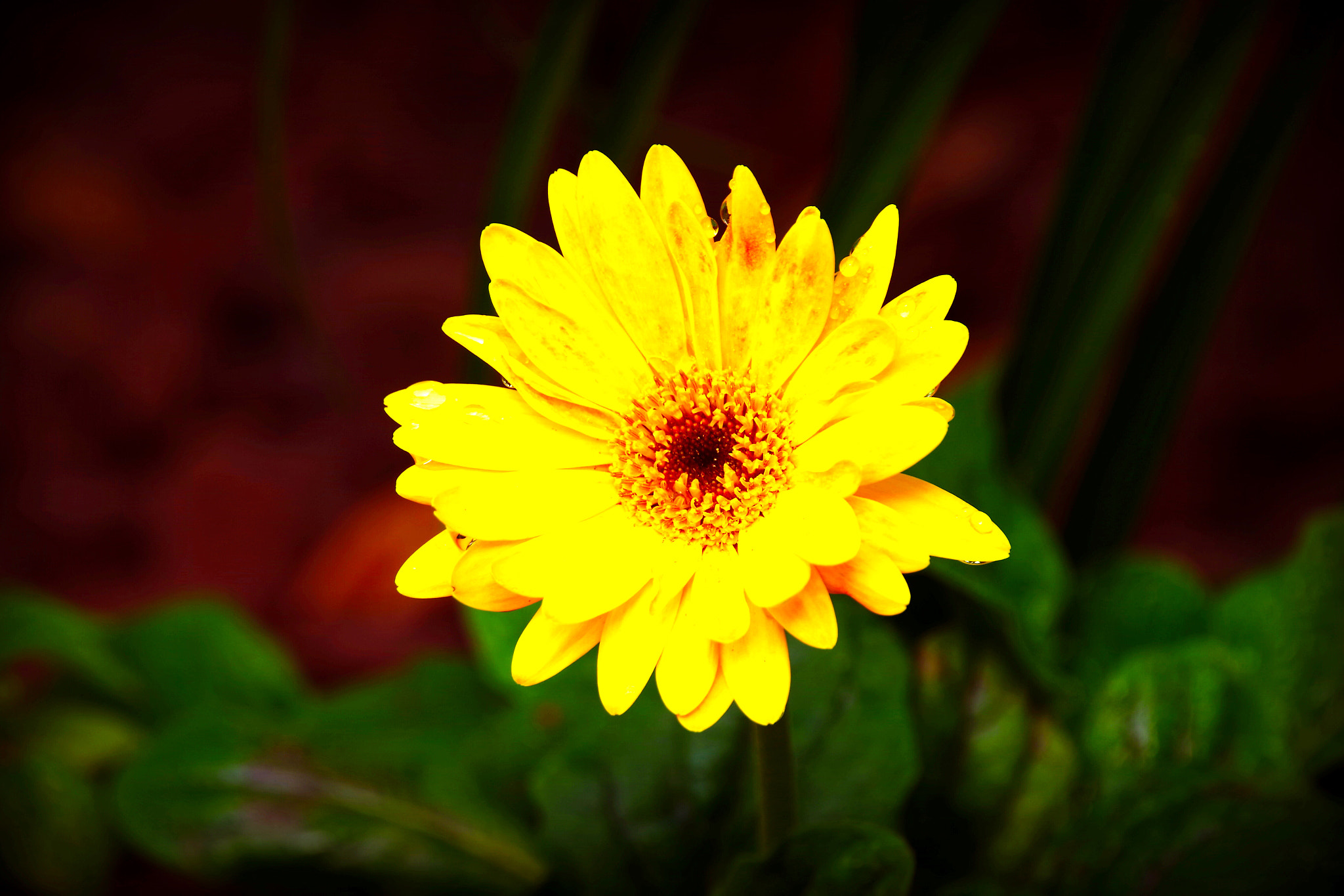 Pentax K-S2 + Sigma sample photo. Gerber daisy yellow photography