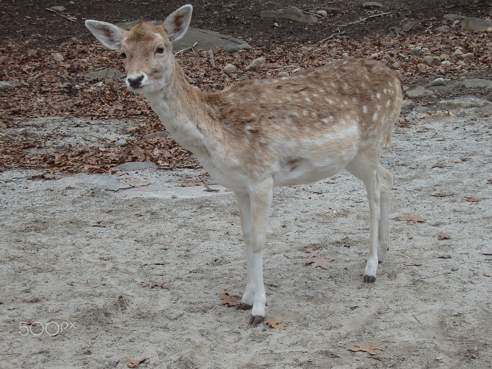 Olympus SH-60 sample photo. Hello over there photography