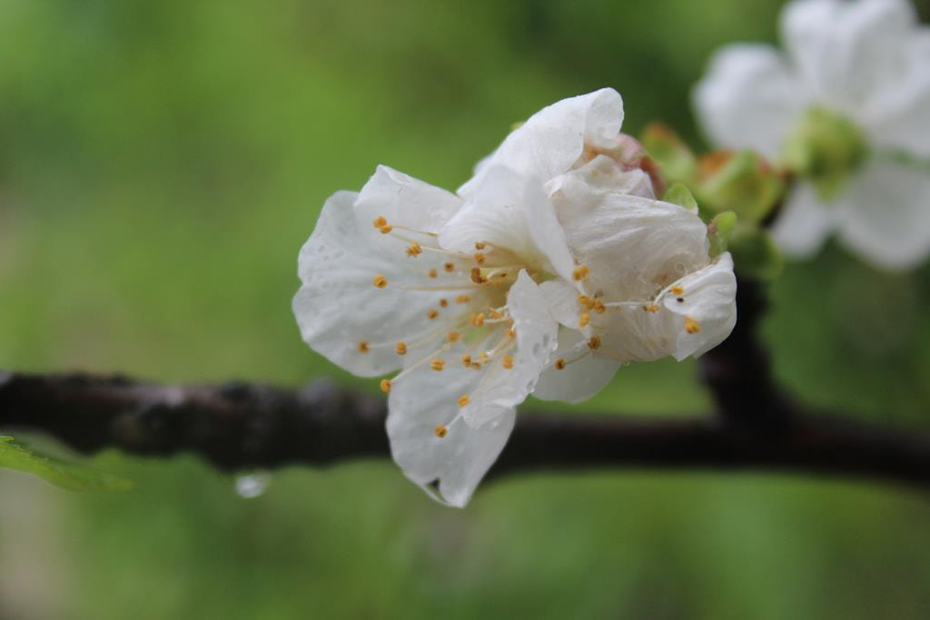 Canon EF-S 18-55mm F3.5-5.6 III sample photo. Cherry flowers photography