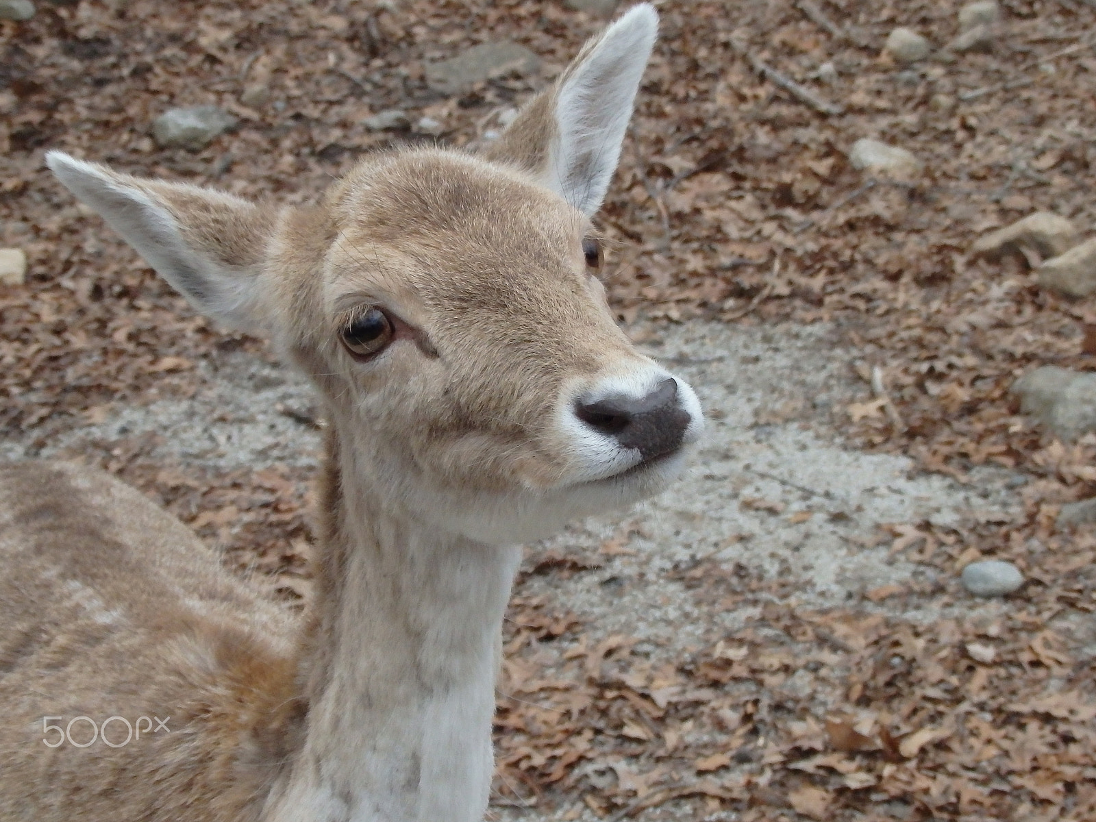 Olympus SH-60 sample photo. Excuse me, do you have food? photography