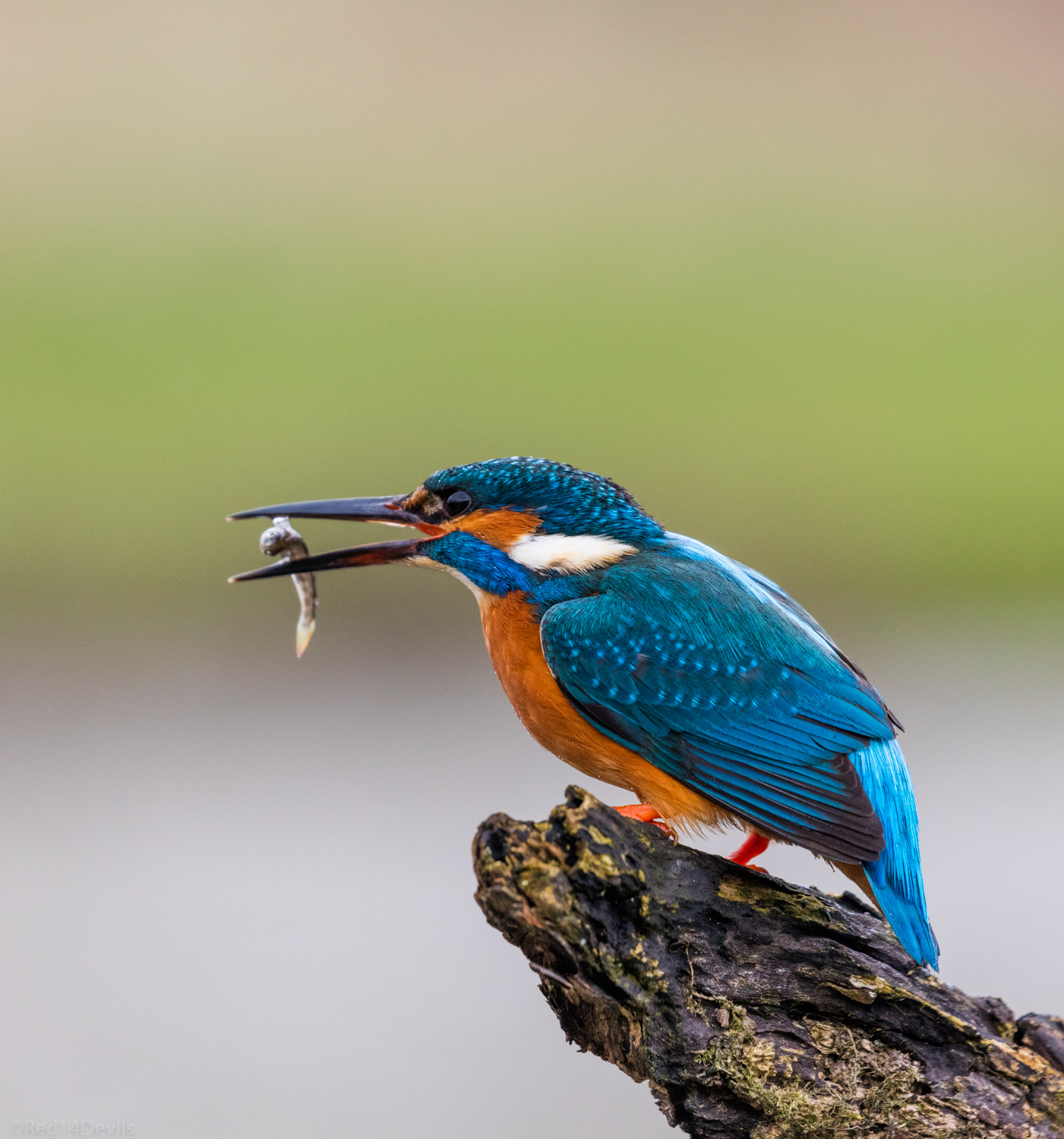 Canon EF 100-400mm F4.5-5.6L IS II USM sample photo. Kingfisher photography