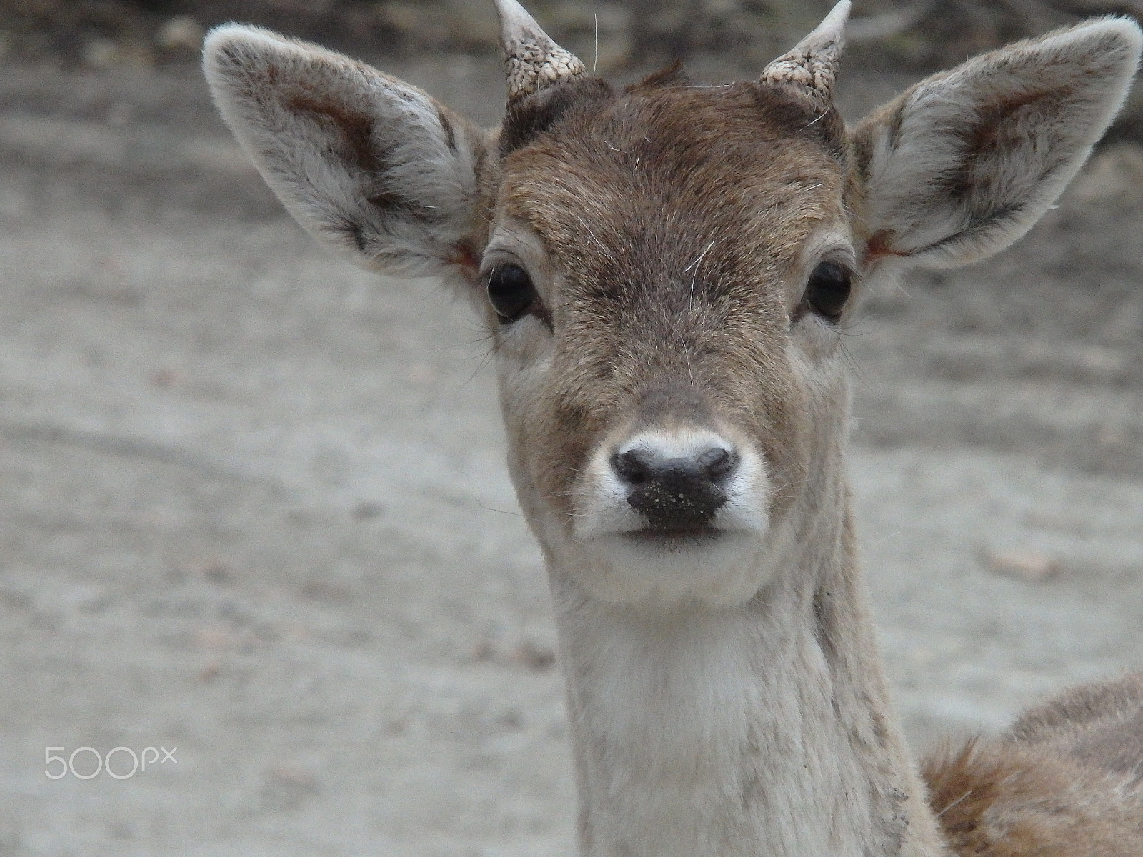Olympus SH-60 sample photo. It's my first rodeo 1 photography