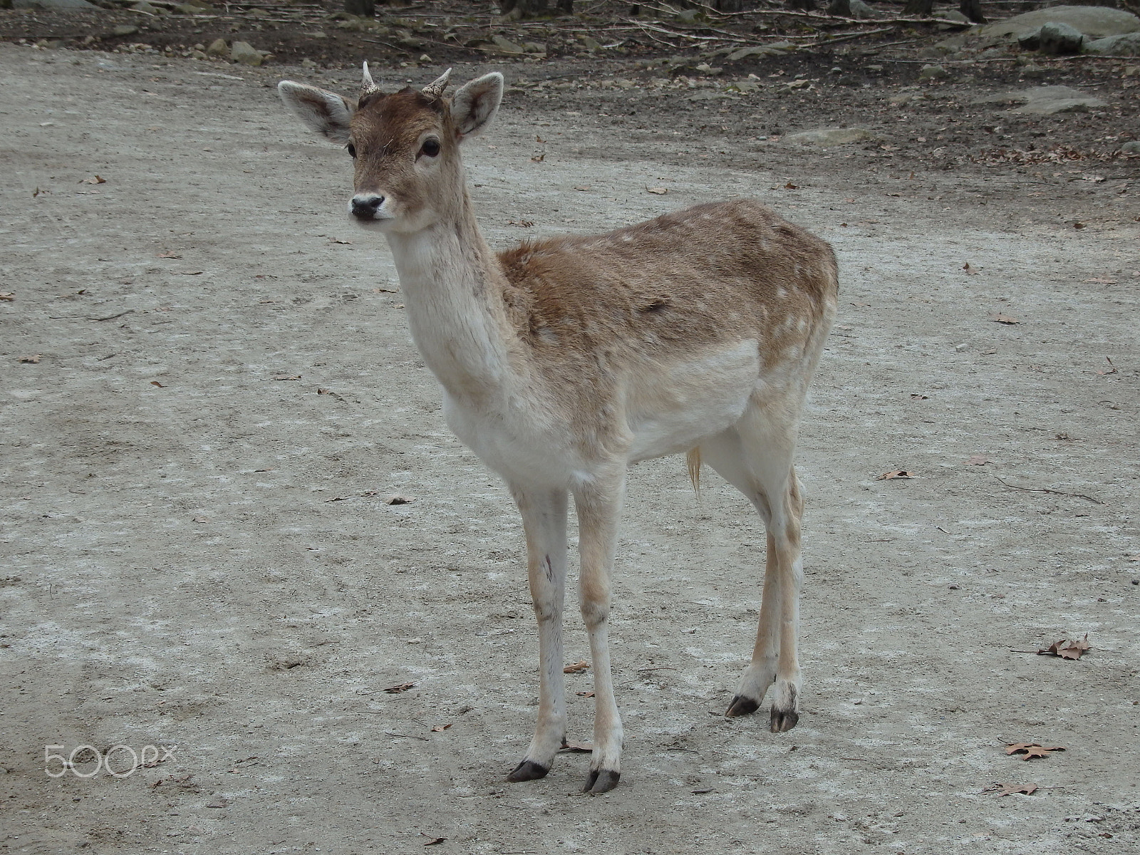 Olympus SH-60 sample photo. Its my first rodeo 2 photography