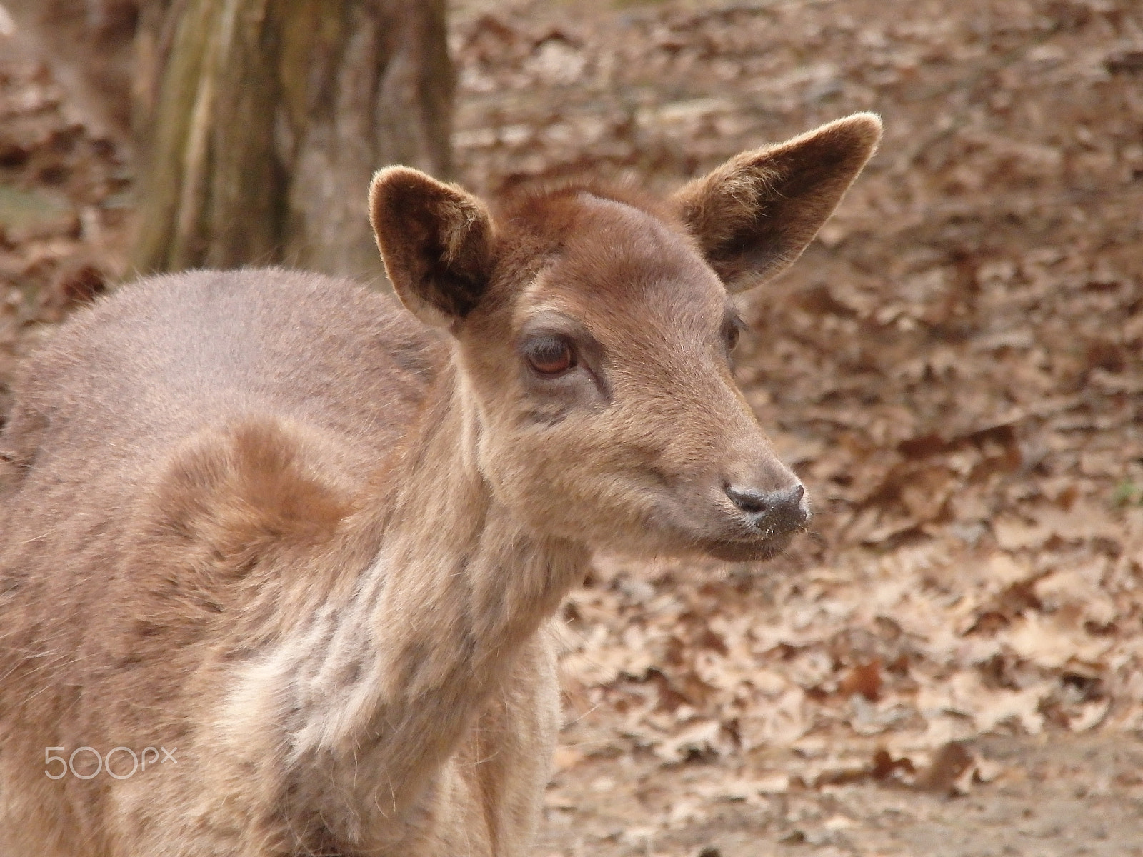 Olympus SH-60 sample photo. I see something photography