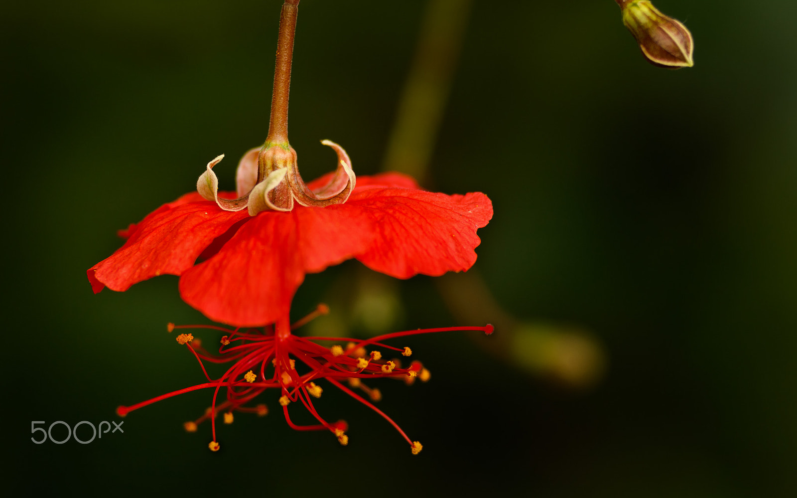 Canon EOS 760D (EOS Rebel T6s / EOS 8000D) + Canon EF 200mm F2.8L II USM sample photo. Tropická flora photography