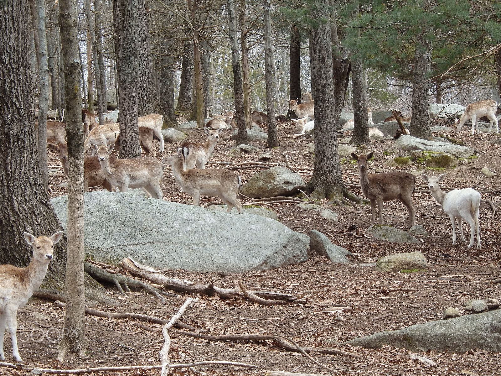 Olympus SH-60 sample photo. The herd photography