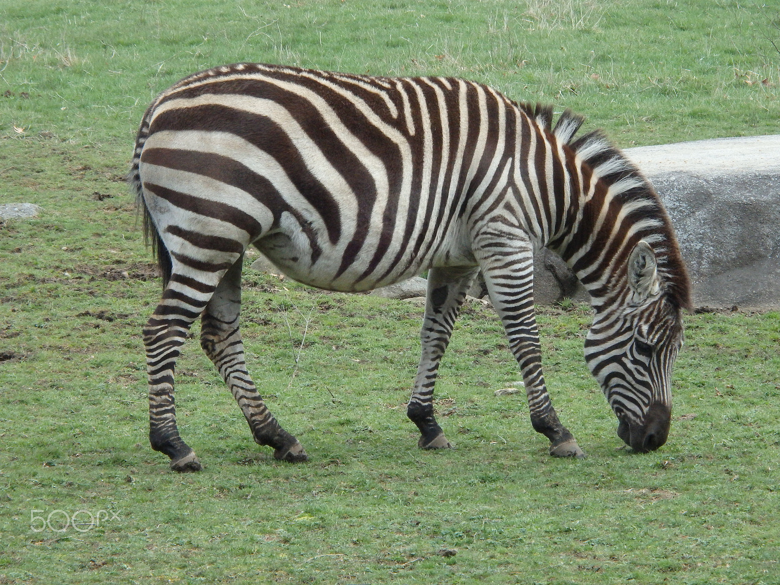Olympus SH-60 sample photo. Grazing zebra photography