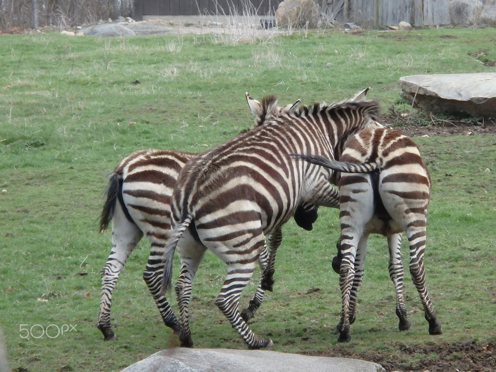 Olympus SH-60 sample photo. Horseplay photography
