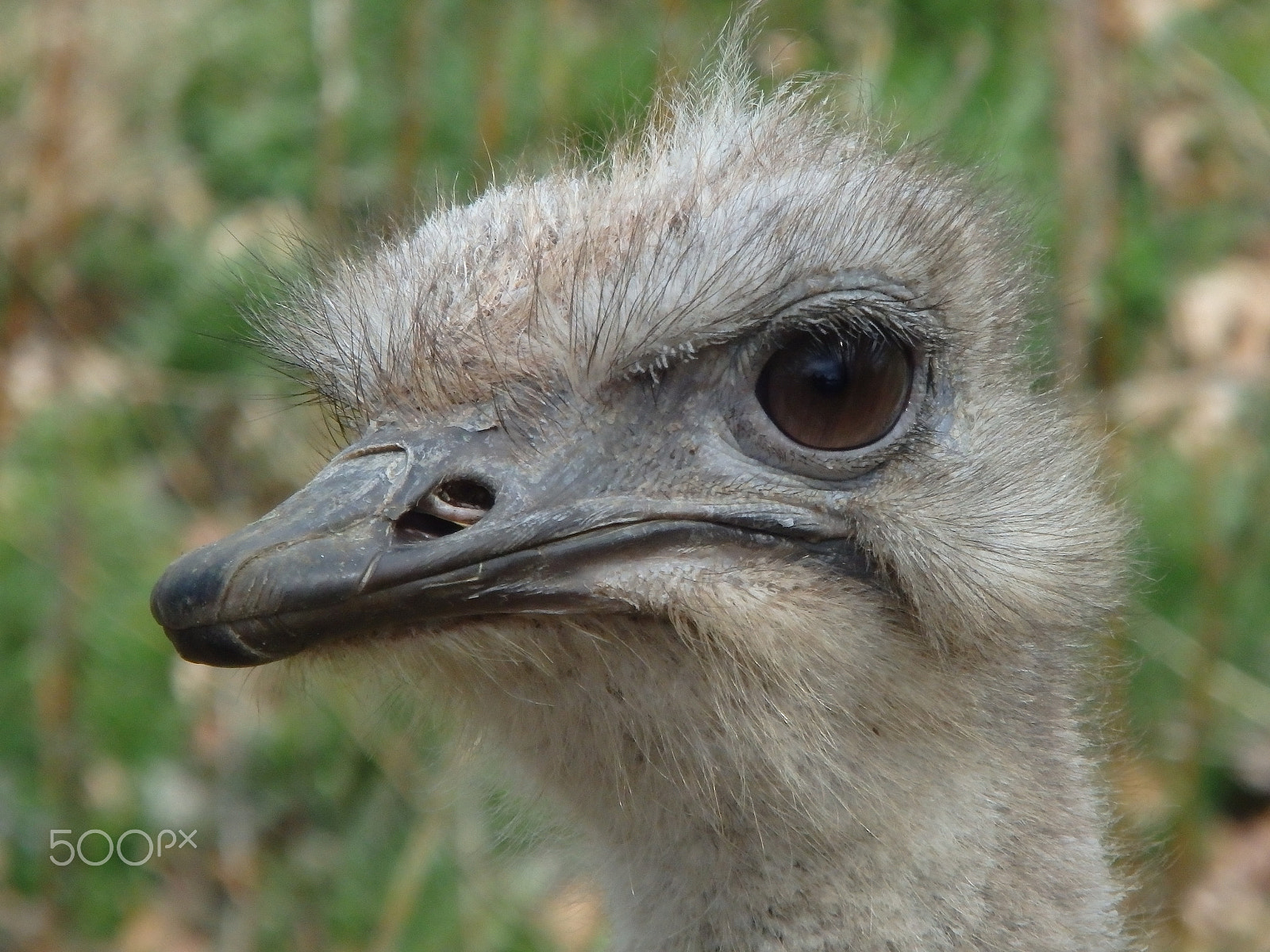 Olympus SH-60 sample photo. Ostrich photography
