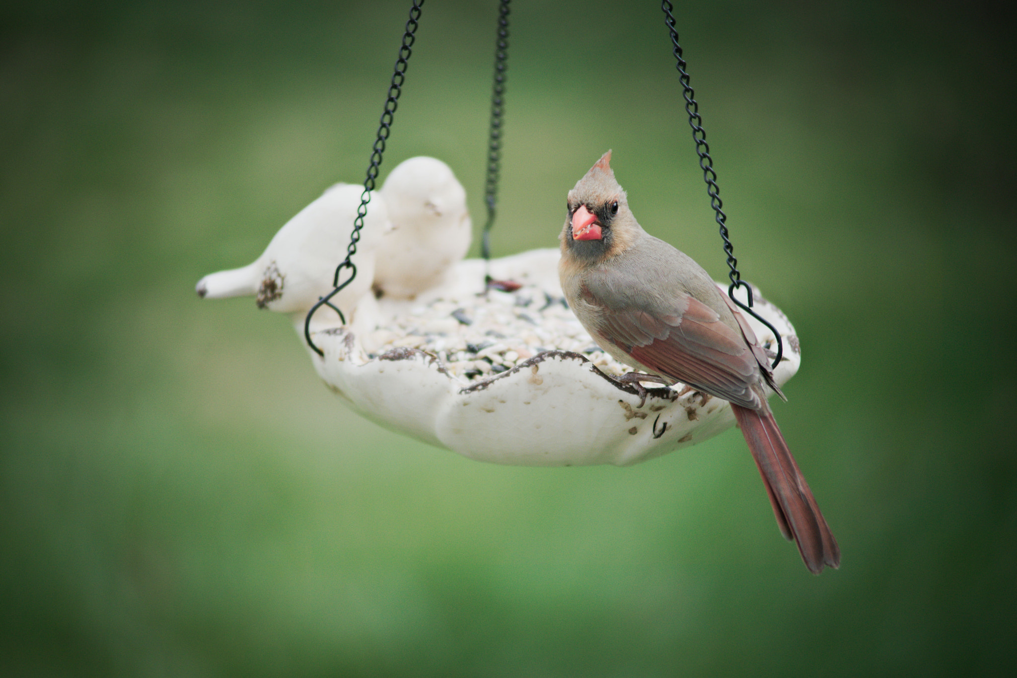 Manual Lens No CPU sample photo. Cardinal photography