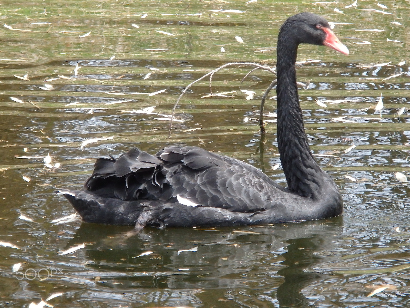 Olympus SH-60 sample photo. Black swan photography