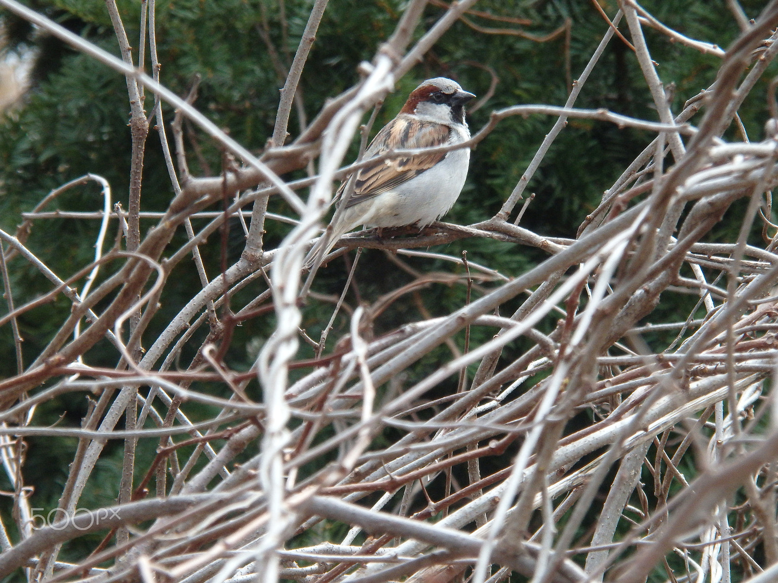 Olympus SH-60 sample photo. House sparrow 1 photography