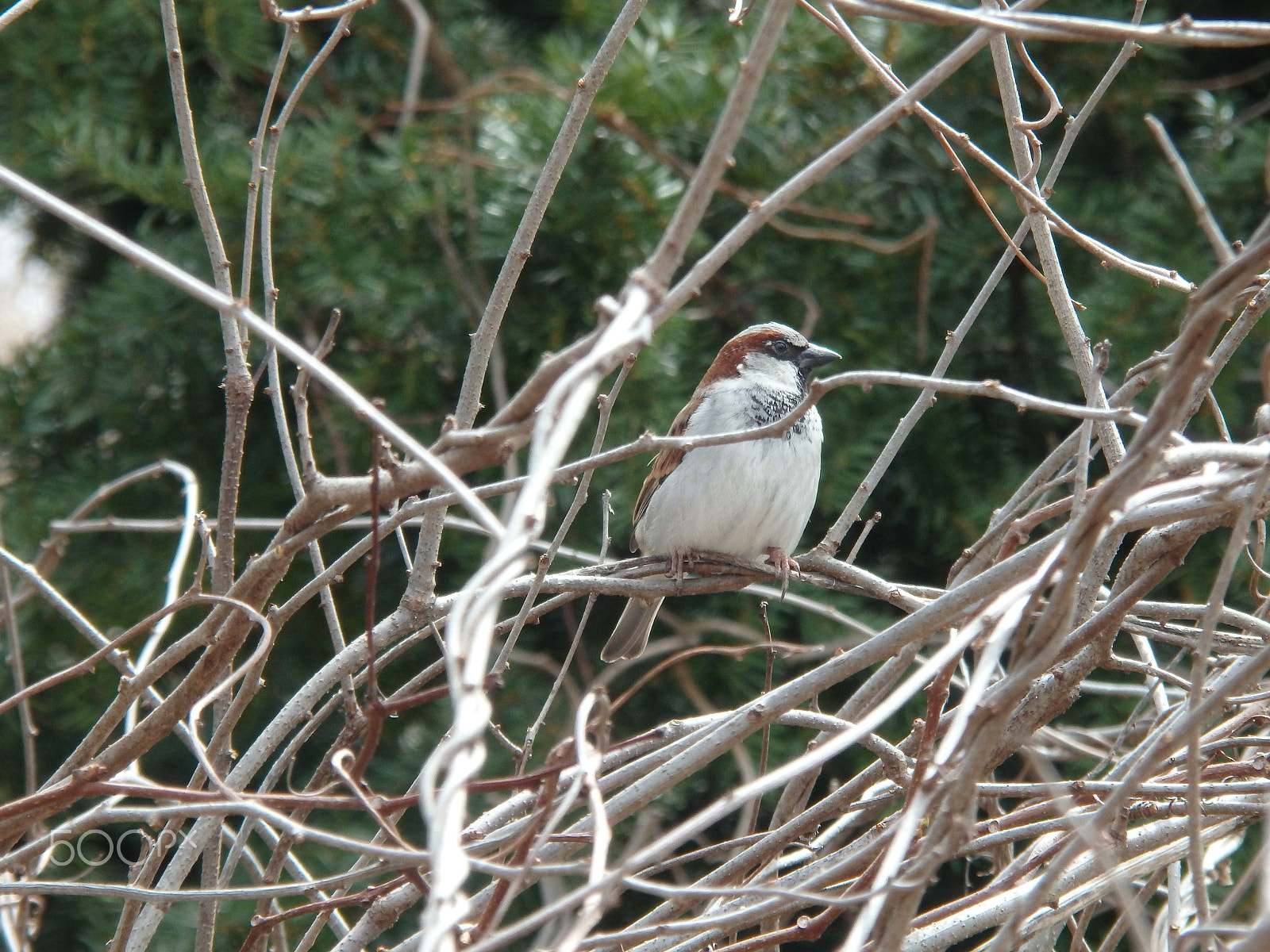 Olympus SH-60 sample photo. House sparrow 2 photography