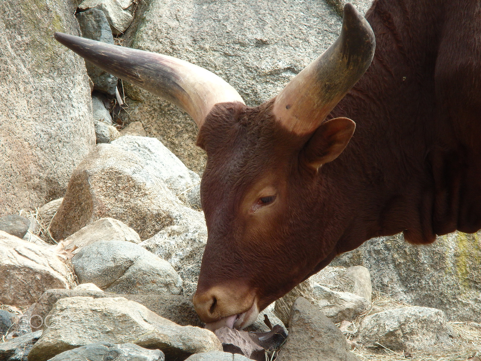 Olympus SH-60 sample photo. Watusi licking rocks photography