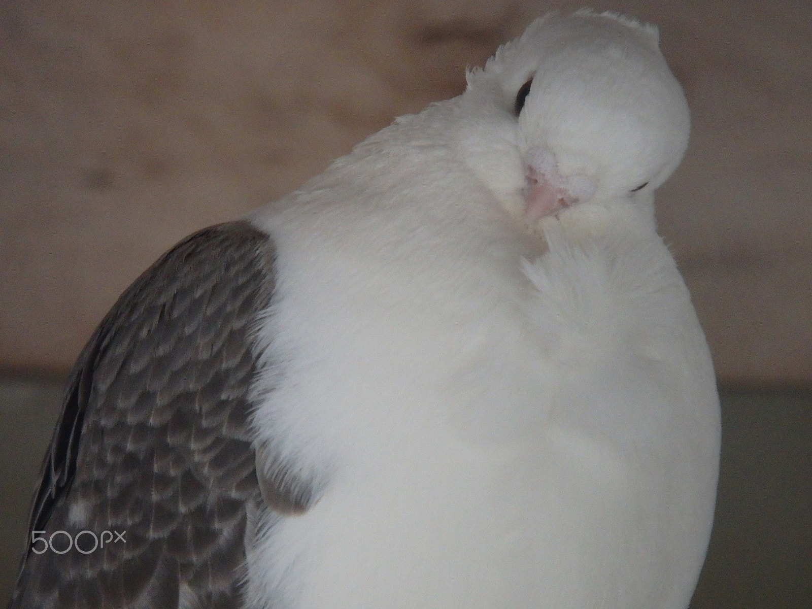 Olympus SH-60 sample photo. Fancy pigeon 1 photography