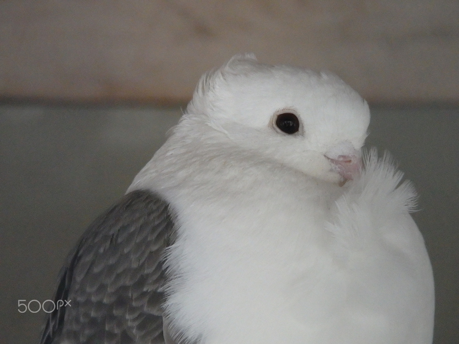 Olympus SH-60 sample photo. Fancy pigeon 2 photography