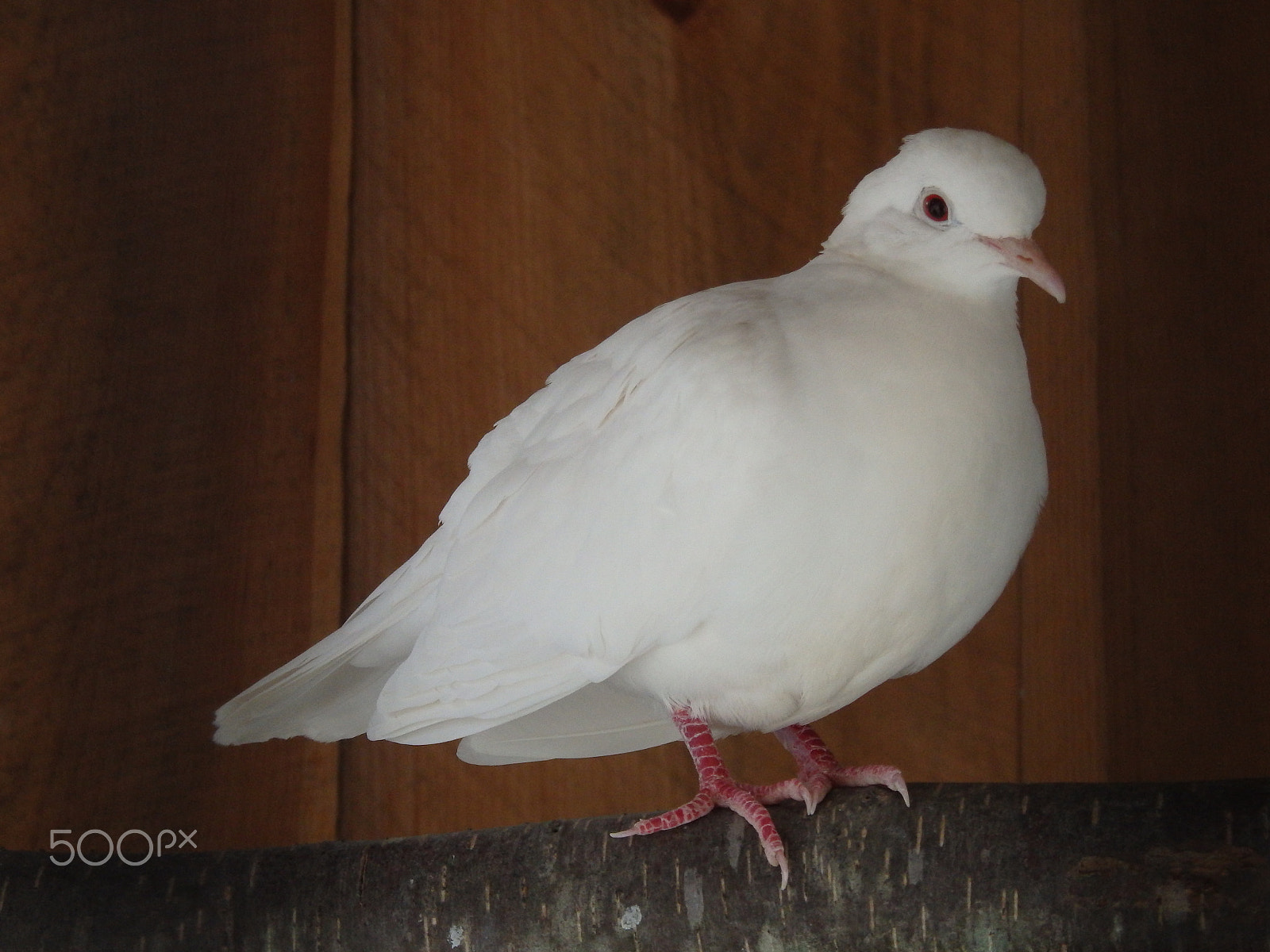 Olympus SH-60 sample photo. Perching dove photography