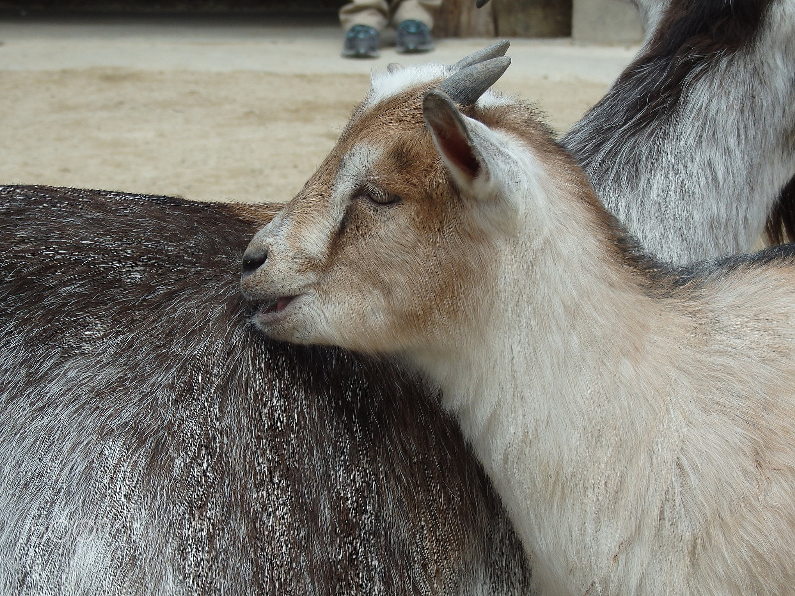 Olympus SH-60 sample photo. Little love photography