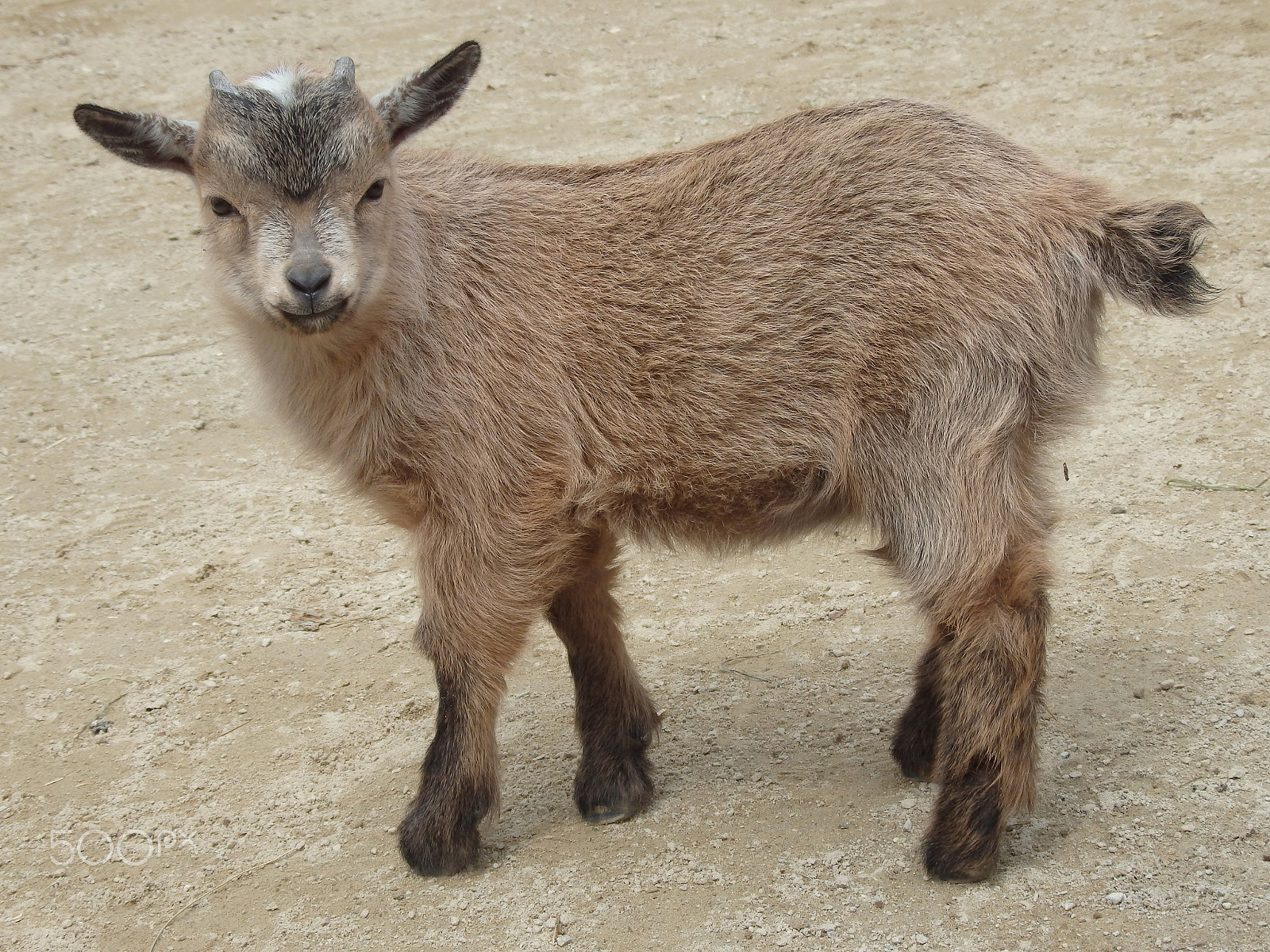 Olympus SH-60 sample photo. Hey there little man photography