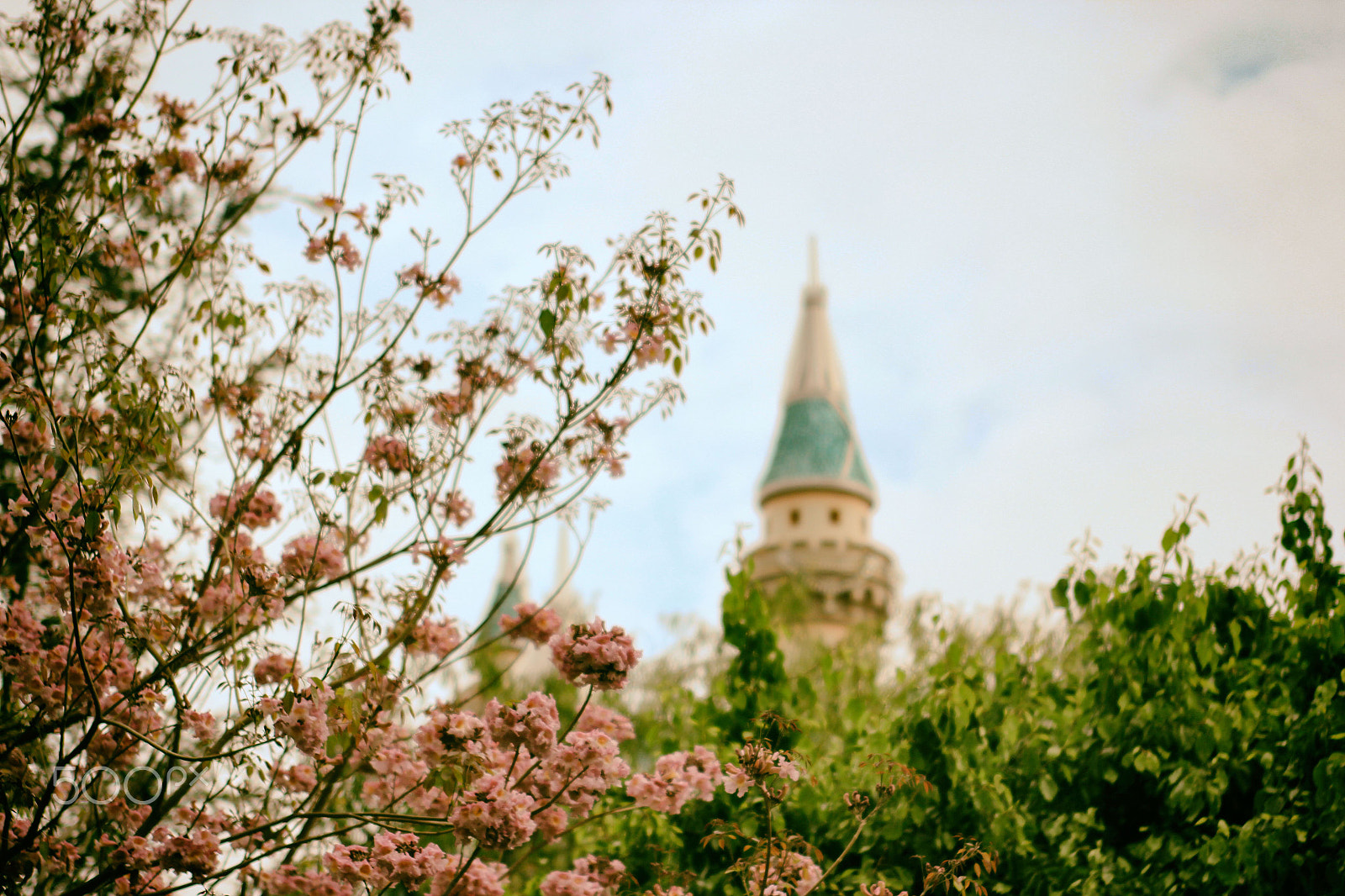 Canon EOS 60D + EF28-70mm f/2.8L USM sample photo. Castle in bloom photography