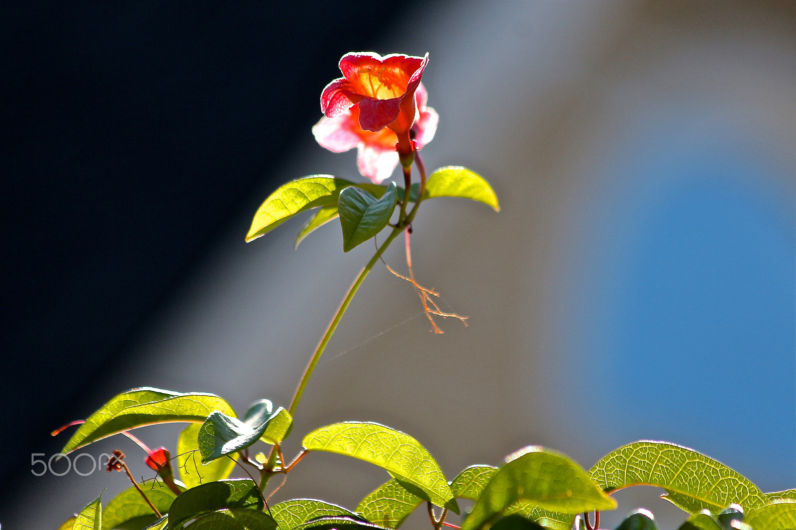 Canon EOS 650D (EOS Rebel T4i / EOS Kiss X6i) sample photo. Reaching with orange photography