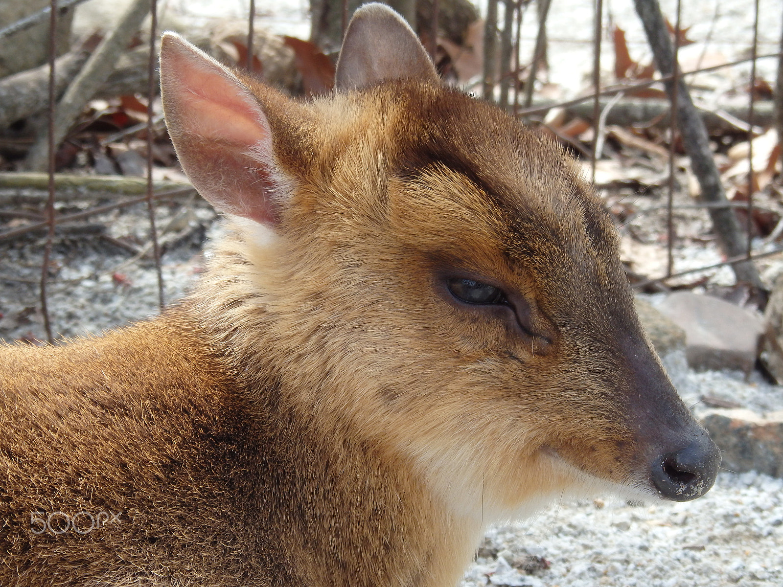 Olympus SH-60 sample photo. Sweet little face photography