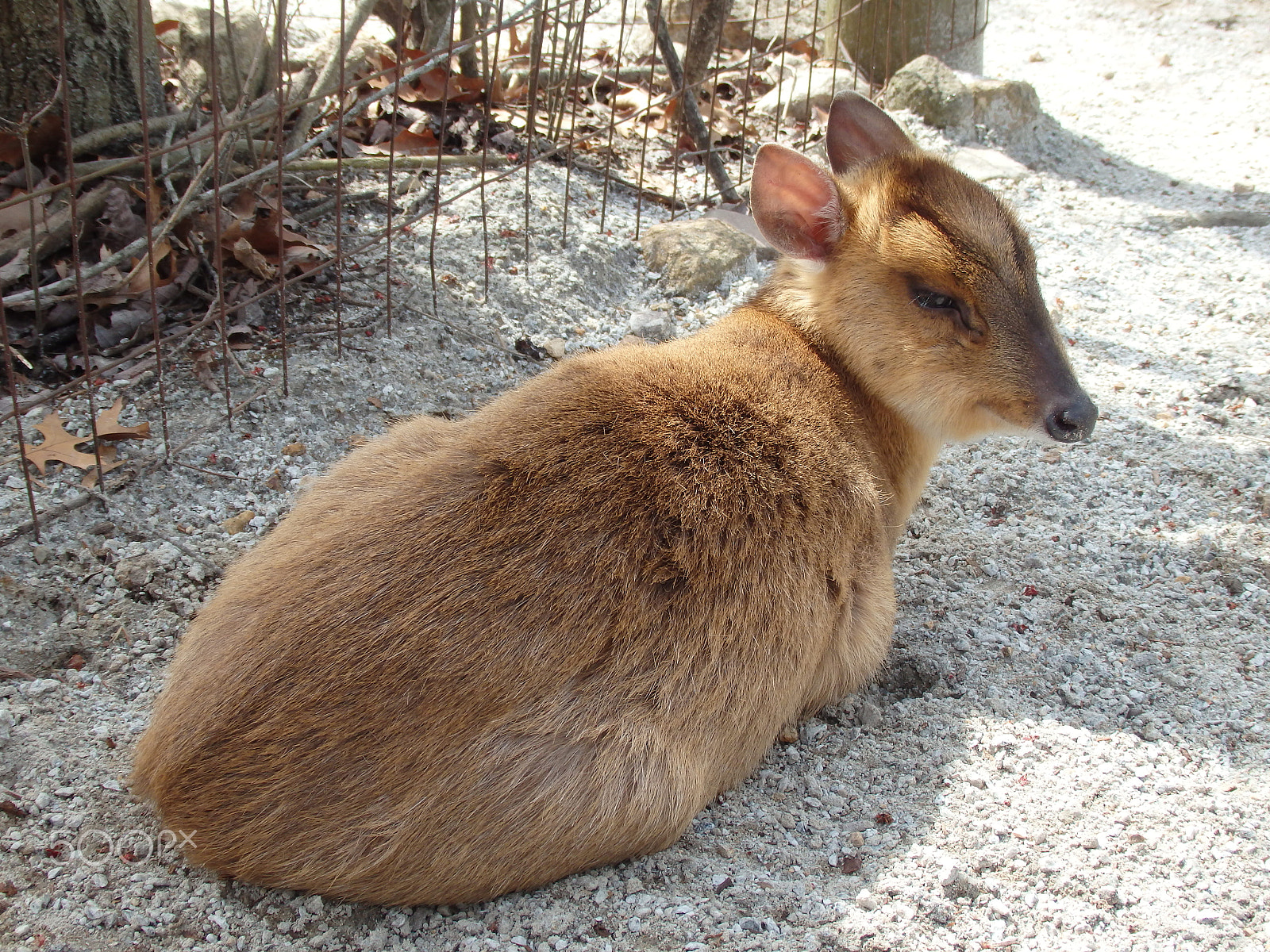 Olympus SH-60 sample photo. Resting muntjac photography