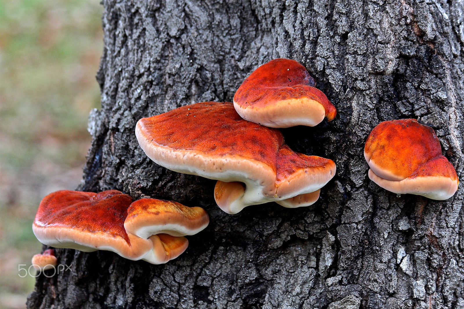 Canon EOS 650D (EOS Rebel T4i / EOS Kiss X6i) sample photo. Climbing tree mushrooms photography