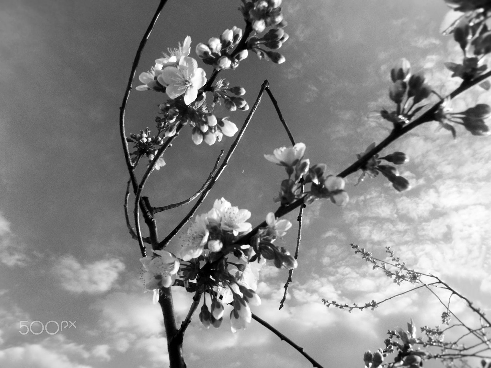 Fujifilm FinePix JX600 sample photo. Cherry blossom photography