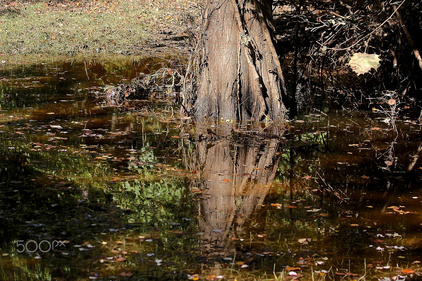 Canon EOS 650D (EOS Rebel T4i / EOS Kiss X6i) sample photo. Roots of cypress photography