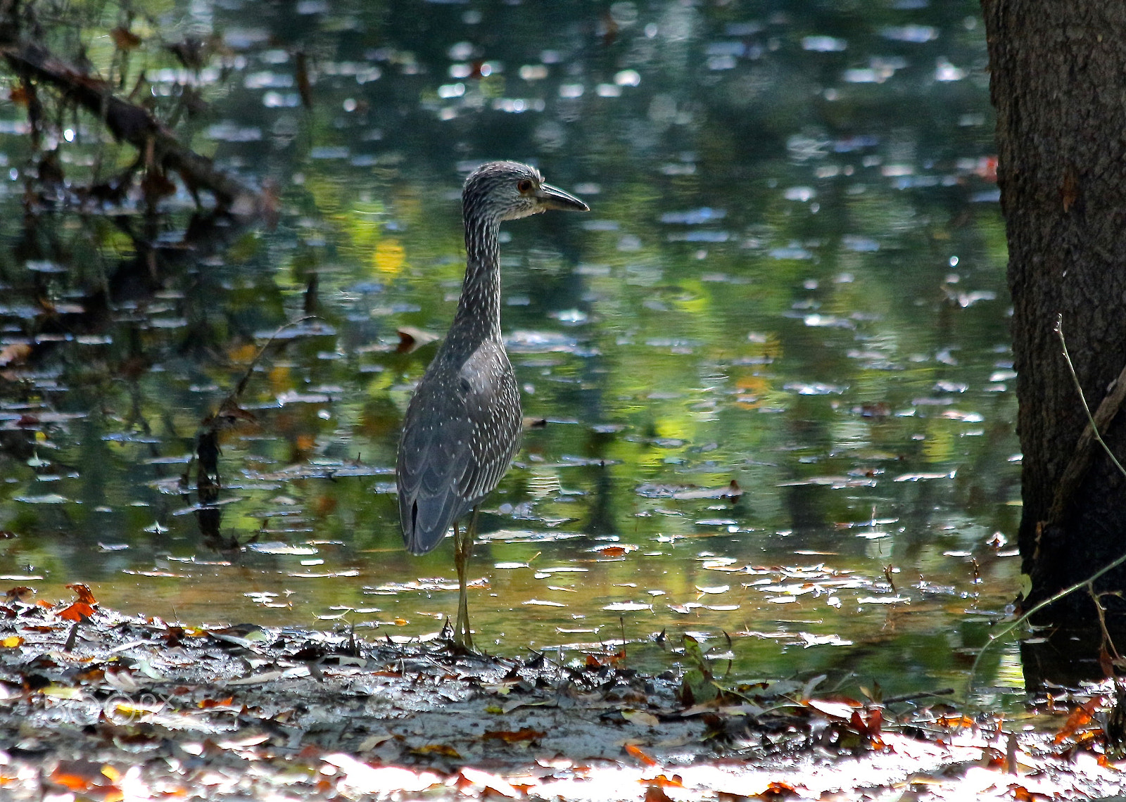 Canon EOS 650D (EOS Rebel T4i / EOS Kiss X6i) sample photo. Stopped by the swamp photography