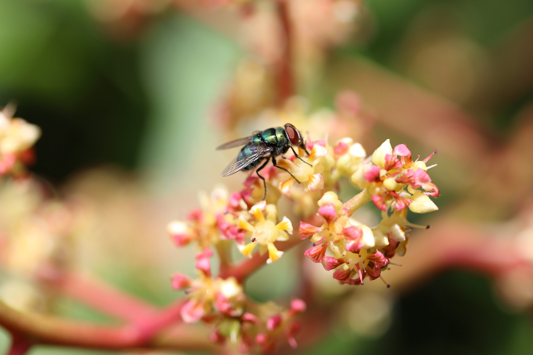 Canon EF-S 60mm F2.8 Macro USM sample photo. Green bottle fly on a julie mango tree photography