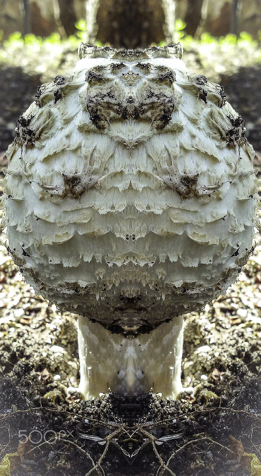 LG F60 sample photo. Mushroom photography