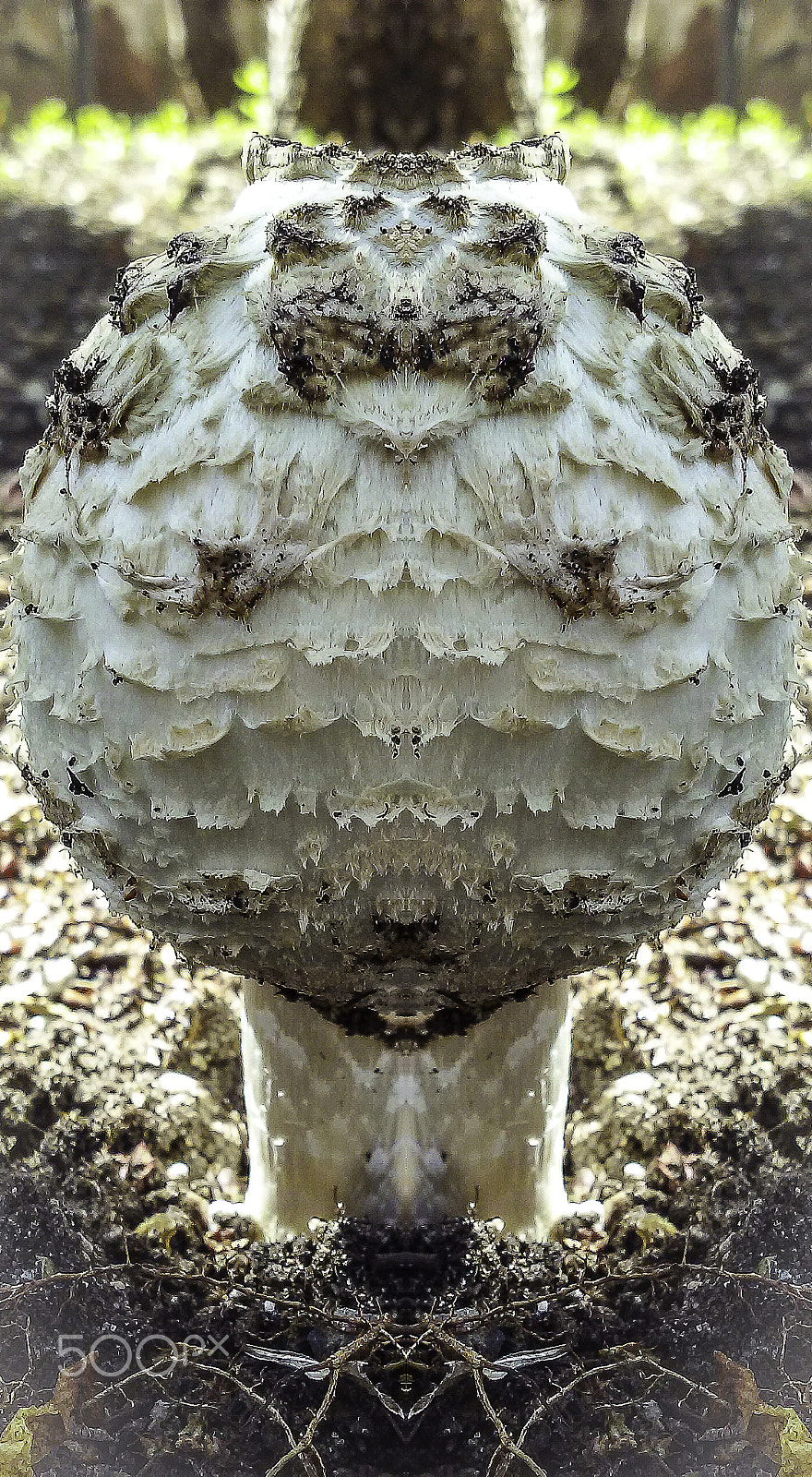 LG F60 sample photo. Mushroom photography