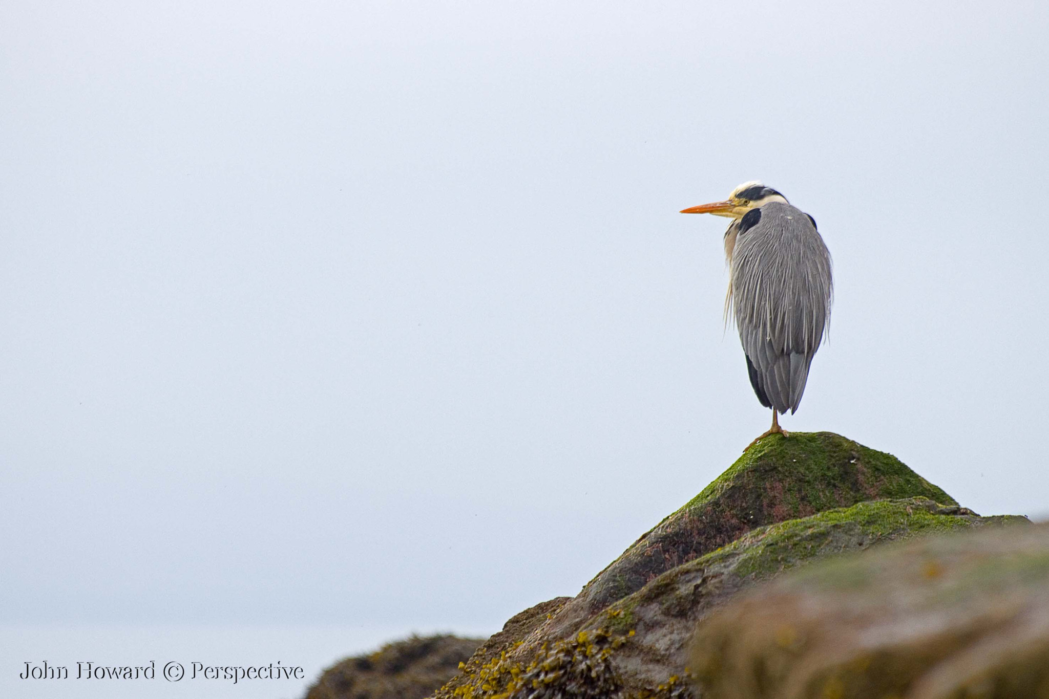 Sigma 70-300mm F4-5.6 APO DG Macro sample photo. " the lookout " photography