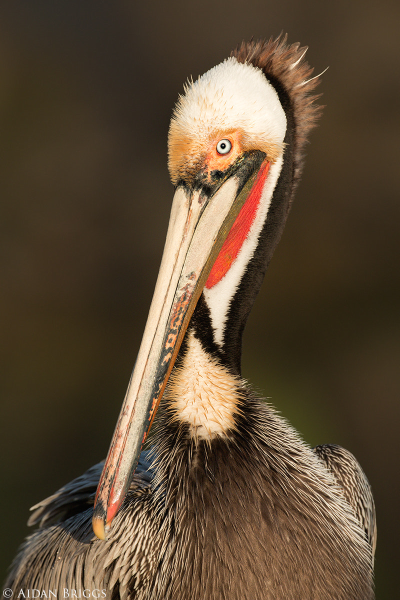 Canon EOS 70D + Canon EF 500mm F4L IS USM sample photo. Brown pelican photography