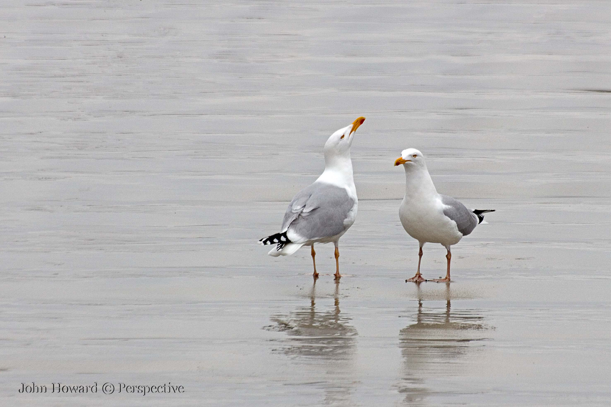 Sigma 70-300mm F4-5.6 APO DG Macro sample photo. " courtship " photography